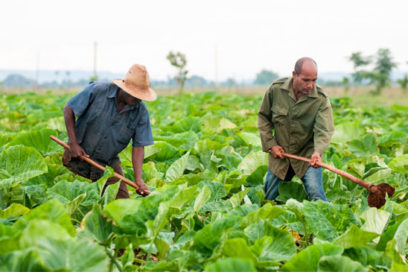 Gestión económica y eficiencia agropecuarias en el colimador
