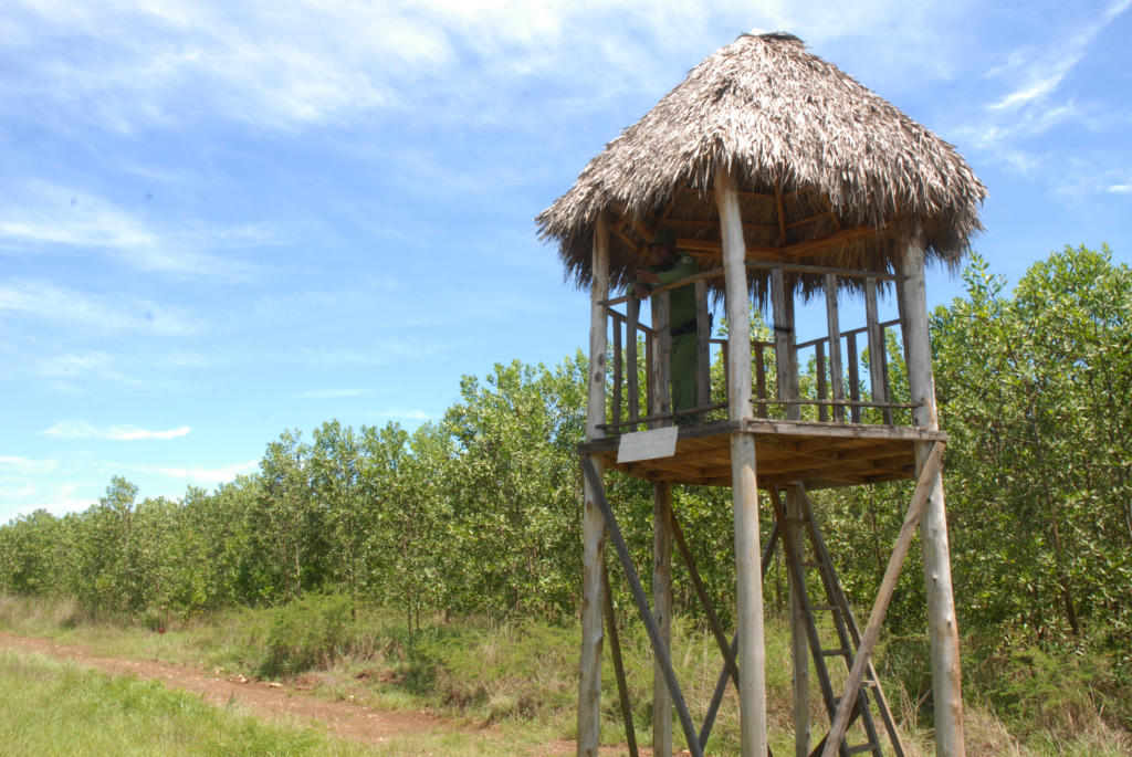 Las plantaciones de acacia, una especie introducida en Cuba hace una década, es custodiada por los guardabosques. Foto: Agustín Borrego