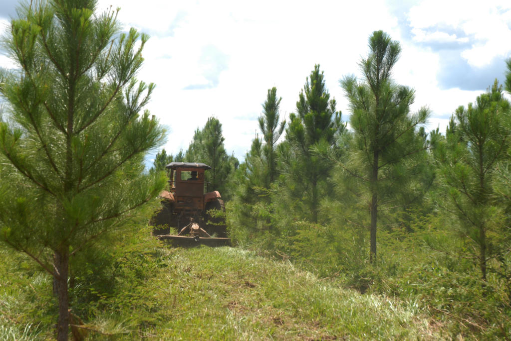 Los bosques reciben las debidas atenciones culturales. Foto: Agustín Borrego