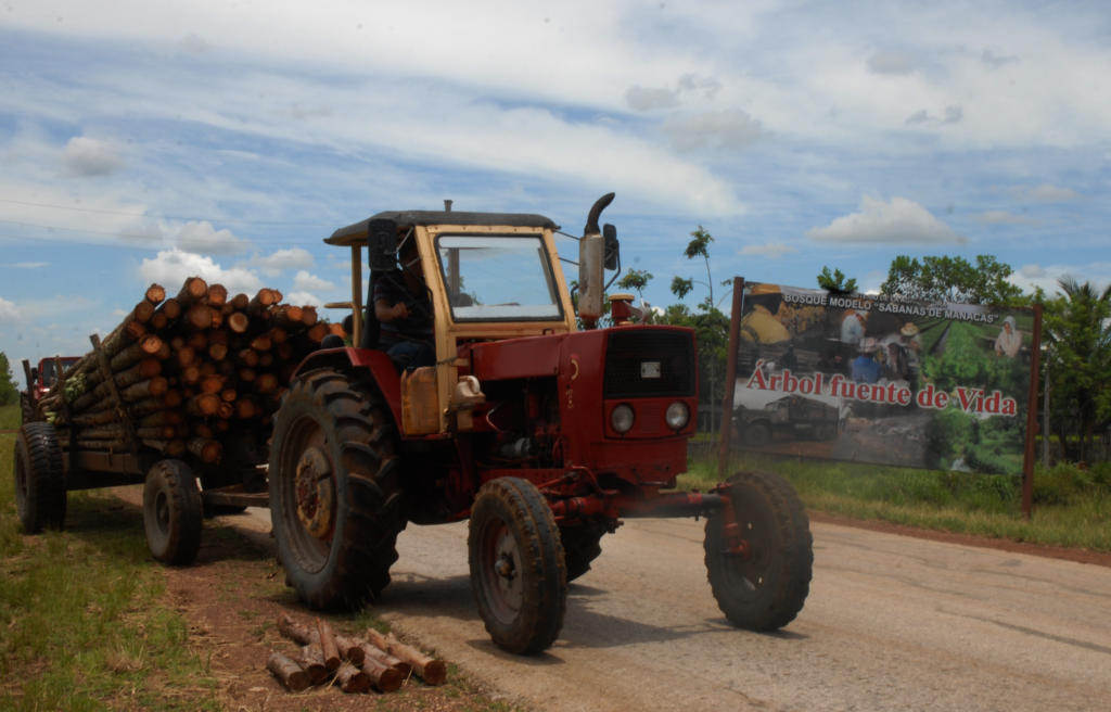 Por cada hectárea que se tala en el bosque modelo, se siembran 24, lo que permite aumentar el área. Foto: Agustín Borrego
