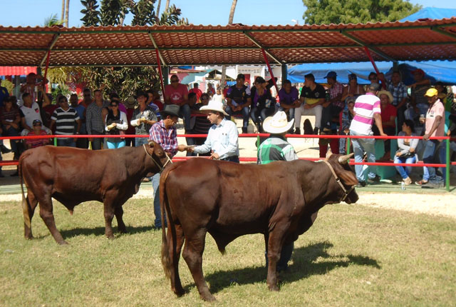 del ganado Santa Gertrudis, a iniciarse el 28 del presente mes, figura entre las principales actividades del acto nacional por el 3 de octubre, en la Empresa Pecuaria Genética Turiguanó . (Foto: Cortesía de la empresa)