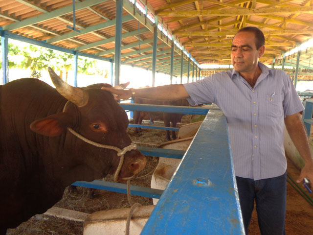 Este ejemplar fue el titular nacional en la pasada edición, y favorito para conquistar este año la corona de Campeón de campeones, según el ingeniero Venancio Rodríguez Domínguez, director general de la Empresa Pecuaria Genética Turiguanó. Foto: Martínez Alejo