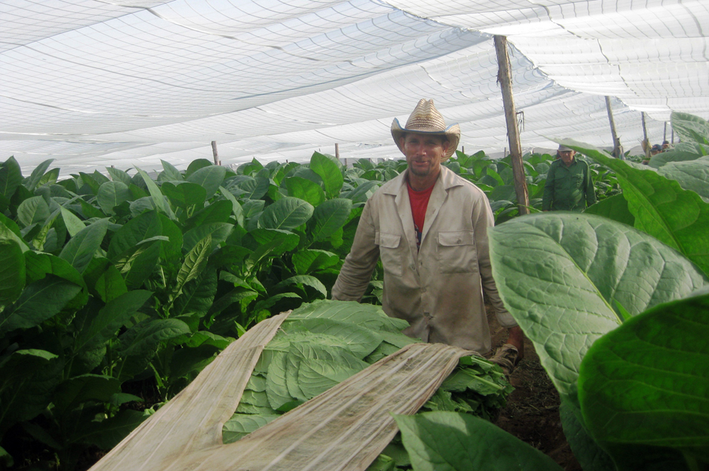 Tabaco de alta calidad, destinado fundamentalmente a la exportación, se logra en el área del productor cienfueguero.  Foto: Cortesía del entrevistado