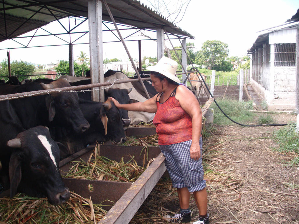 La producción ganadera también constituye parte importante del quehacer de Juana María. Foto: Orestes Ramos