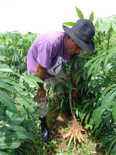 La base alimentaria está garantizada con producciones propias. Foto: Del autor