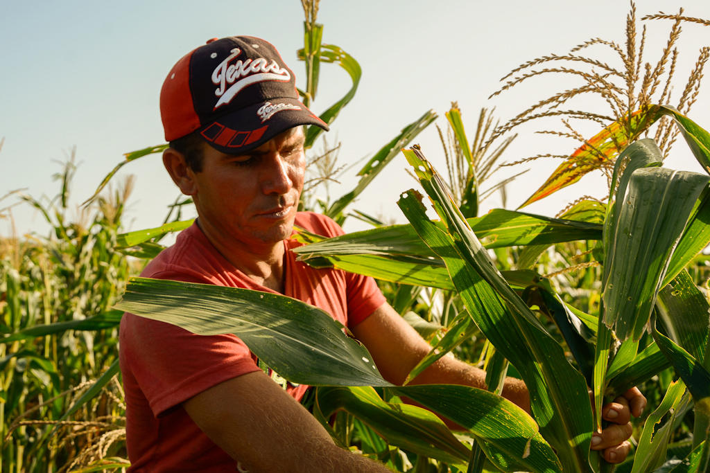 En una misma área se siembran de forma sucesiva maíz, frijoles y tomate, para aprovechar al máximo la posibilidad de riego.Foto: Leandro A. Pérez Pérez