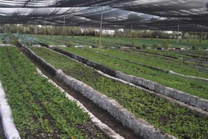 Incrementar producciones durante el frío