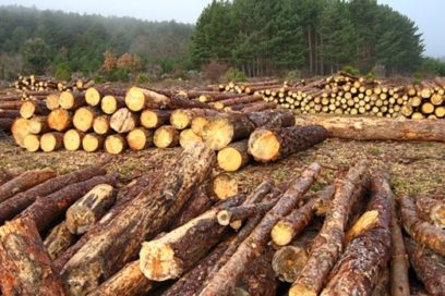 Tala ilegal vs. leyes forestales