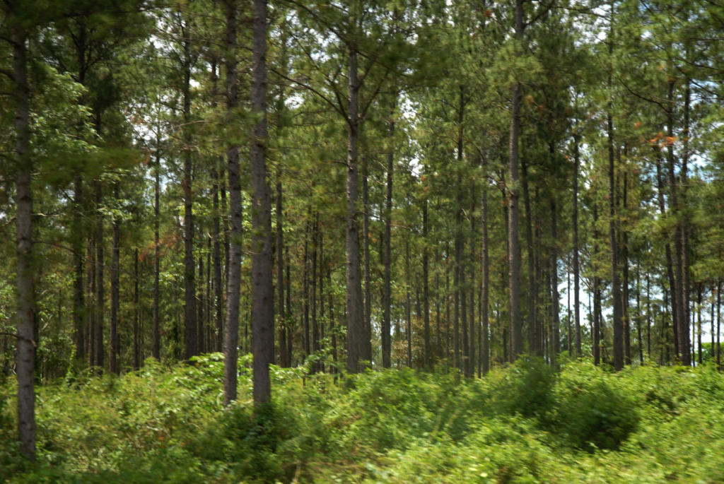 Estudios agroforestales encuentran variaciones de la producción de pinos por cambio climático. Foto: Agustín Borrego Torres