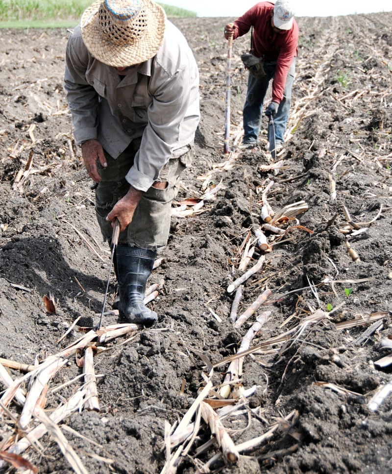 Los campos cañeros son escenarios de epopeyas cotidianas. Foto: Jorge Pérez Cruz