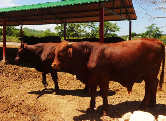 Sementales vigorosos como estos aporta la pecuaria genética Turiguanó para la producción de semen en los centros de inseminación artificial del país. Foto: José Luis Martínez Alejo