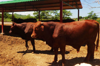Turiguanó muge feliz