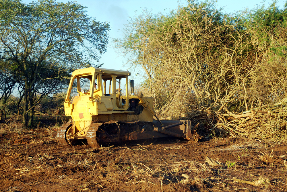 Montañas de marabú se forman ante la cuchilla del buldócer | foto: Modesto Gutiérrez, ACN.
