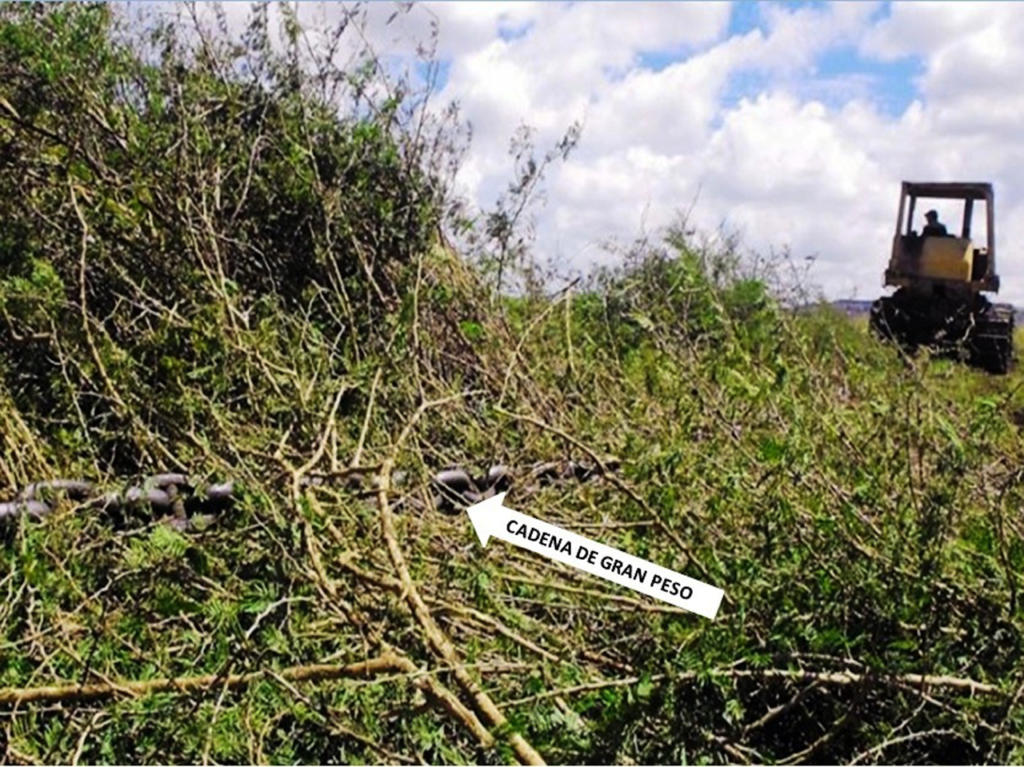 El arrastre con cadena es otro método para desmontar, pero afecta la capa vegetal del suelo. | foto: Cortesía del MSc. Enrique Calzadilla