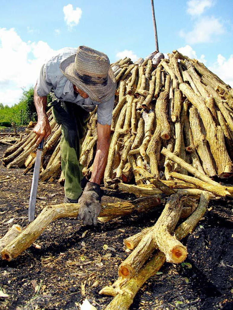 Hacer carbón de marabú: dura faena, pero bien remunerada. | foto: Pastor Batista