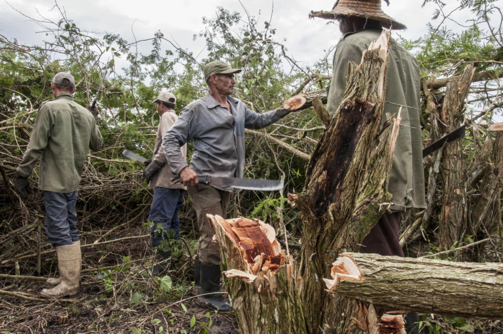La batalla contra el marabú es decisiva para lograr el crecimiento cañero-azucarero. Fotos: René Pérez Massola