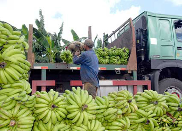 Ha sido significativa la ayuda a los damnificados por parte de los trabajadores de la empresa de cultivos varios La Cuba. Foto: Pastor Batista Valdés