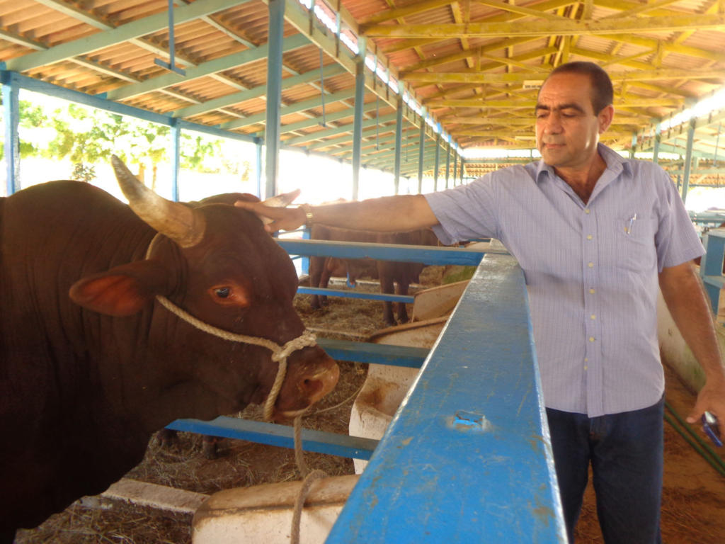 Sementales vigorosos como este aporta Turiguanó para la producción de semen en los centros de inseminación artificial del país, según Venancio. | fotos: José Luis Martínez Alejo