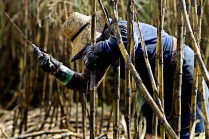 Con el orgullo de ser azucarero