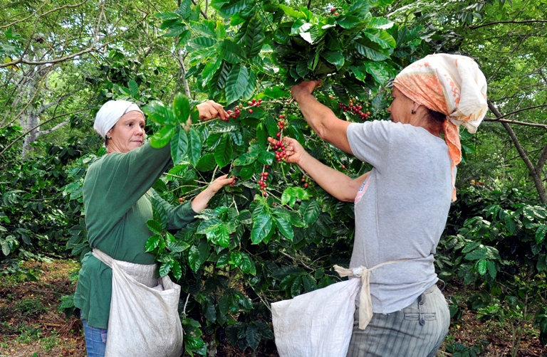 La rehabilitación de las plantaciones cafetaleras es esencial en Guantánamo, por representar un importante polo productivo.  Foto: Venceremos 