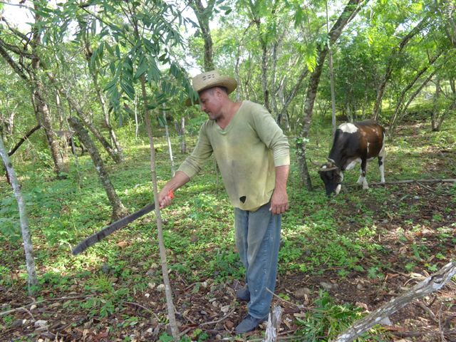 La finca Los Internacionalistas, la primera en crearse, ostenta la condición de Referencia Nacional. Foto: Manuel Valdés Paz