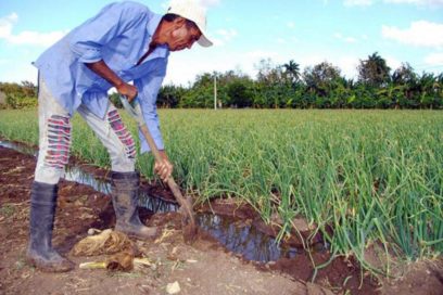 Agropecuarios y forestales habaneros celebrarán su conferencia provincial