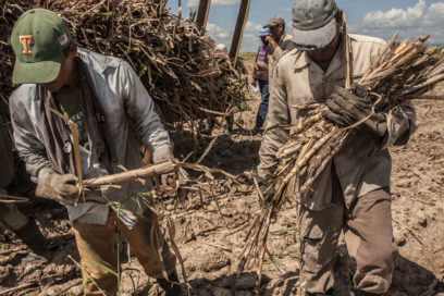 La zafra de los detalles