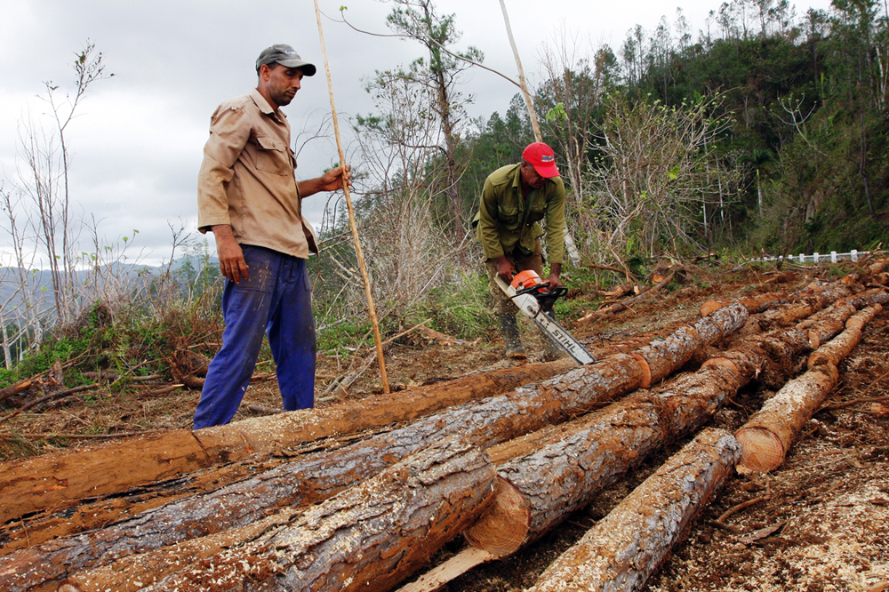 En los municipios afectados por el huracán se han acopiado de 4 mil 160 m3 de madera en bolos y leña para combustible. Foto: René Pérez Massola.
