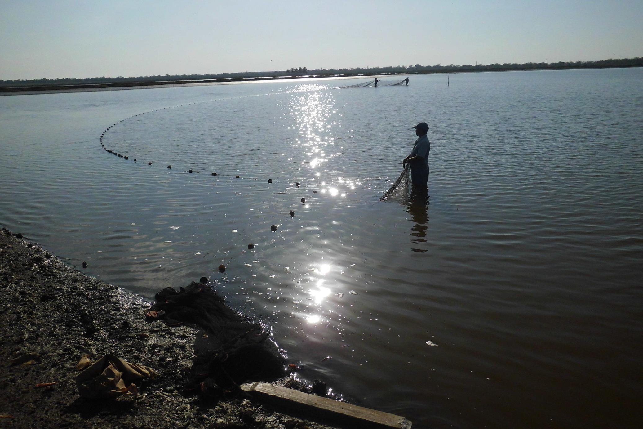 La UEB de Granma es la de mayor extensión de ECCAM con 950 hectáreas destinadas al cultivo de camarón. 