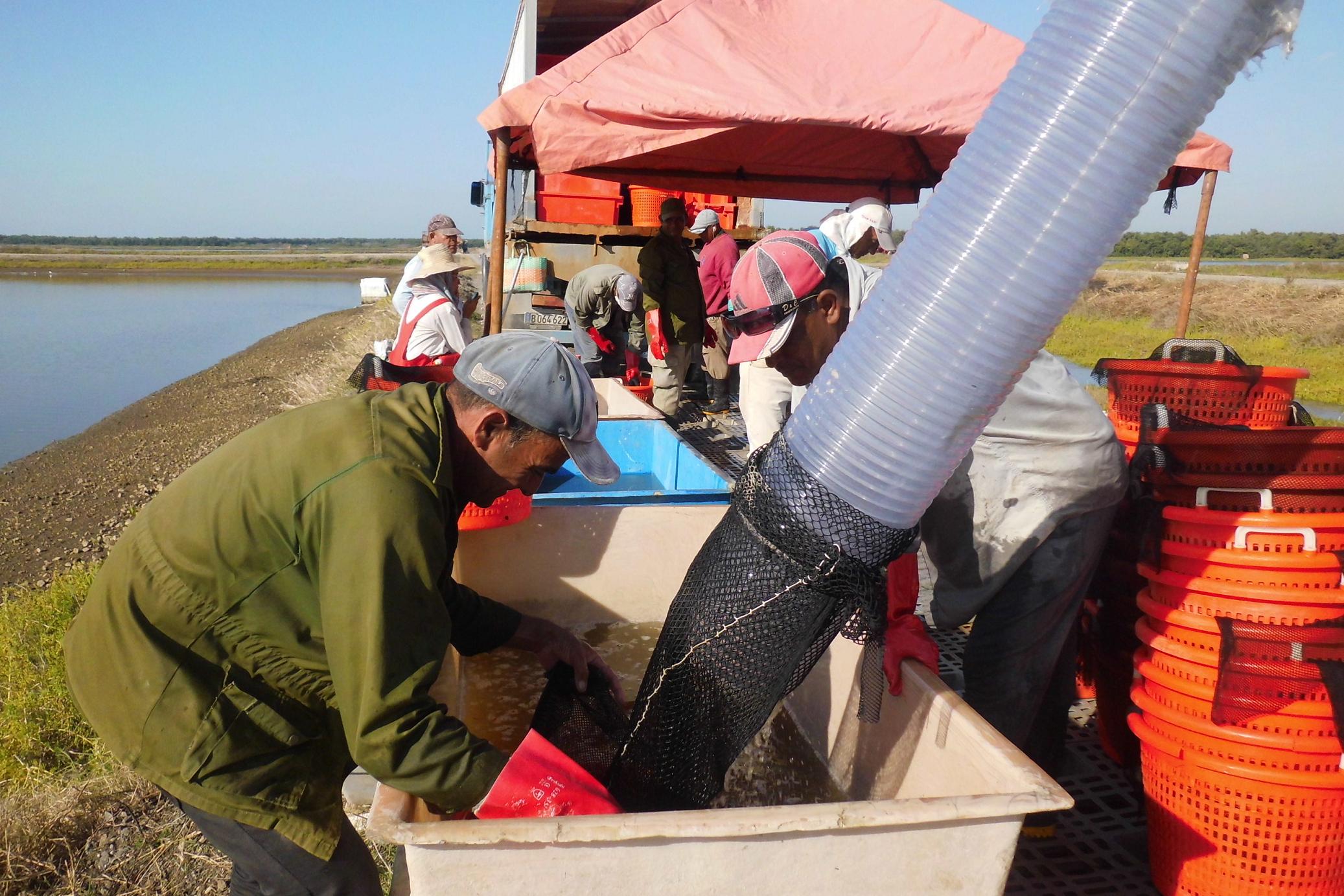 Hoy se logran dos toneladas del crustáceo por hectáreas, como instó Fidel durante su visita a Calisur. 