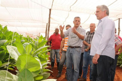 Constata Díaz Canel marcha de la campaña tabacalera