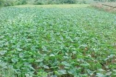 Obtienen primer híbrido de malanga