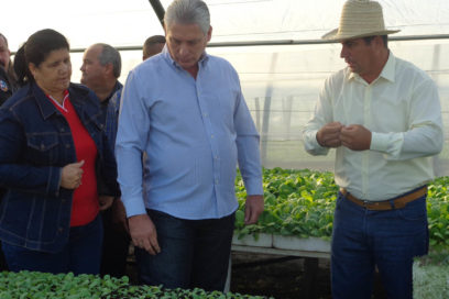 Recorre Díaz-Canel áreas de tabaco Virginia en Pinar del Río