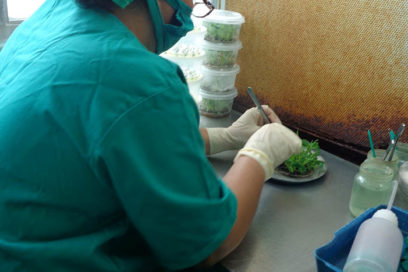 Modernizan biofábrica pinareña de vitroplantas (+ Fotos)