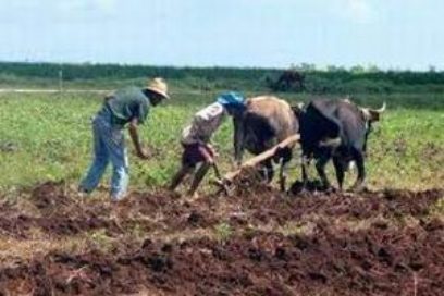 Cumplen en Granma con importantes indicadores del sector agrícola