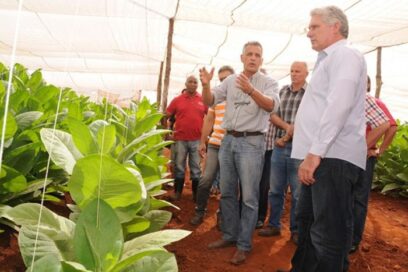 Díaz Canel reviews tobacco planting campaign