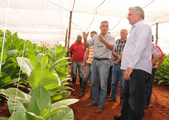 Díaz-Canel reviewed progress underway in the tobacco harvest in the province. Photo: Otoniel Márquez