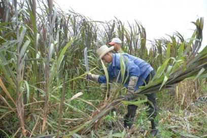 Prioridades de técnicos azucareros en su aniversario