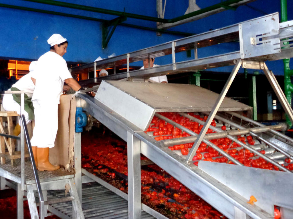 Campaña tomate en La Conchita, Pinar del Rio. Foto: Eduardo González Martínez
