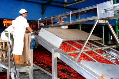Trabajadores impulsan campaña de tomate en La Conchita