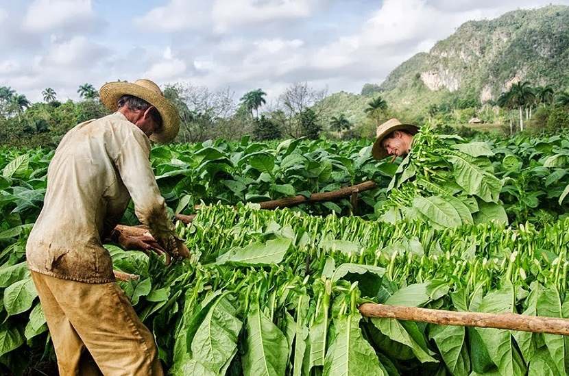 Destacan calidad de la cosecha de tabaco en Pinar del Río, durante pleno del Sindicato Agropecuario, Forestal y Tabacalero.