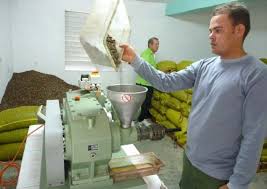 En la actualidad se desarrollan en la India, Ghana, Madagascar, Filipinas y otros lugares, grandes planes para la producción de biodiesel a partir de las semillas de la jatropha curcas, cuyo contenido de aceite es de 40 por ciento. Foto: La Demajagua