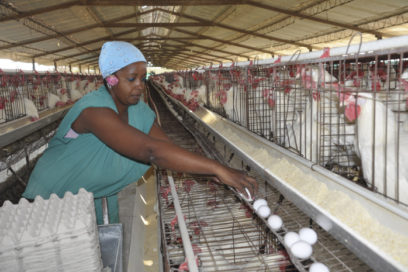 Gallinas de “oro” en el centro del país
