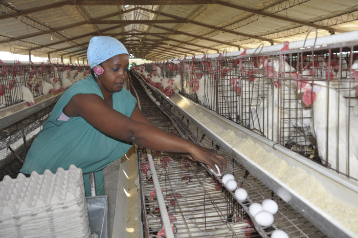 Gallinas de “oro” en el centro del país