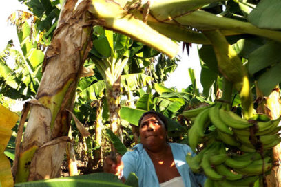 Campiñas con aroma femenino