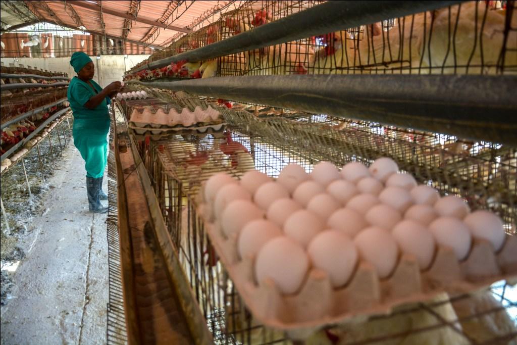El complejo pecuario El Pasón está dedicado a la producción de huevos y carne de cerdo. Foto: Juan Pablo Carreras 