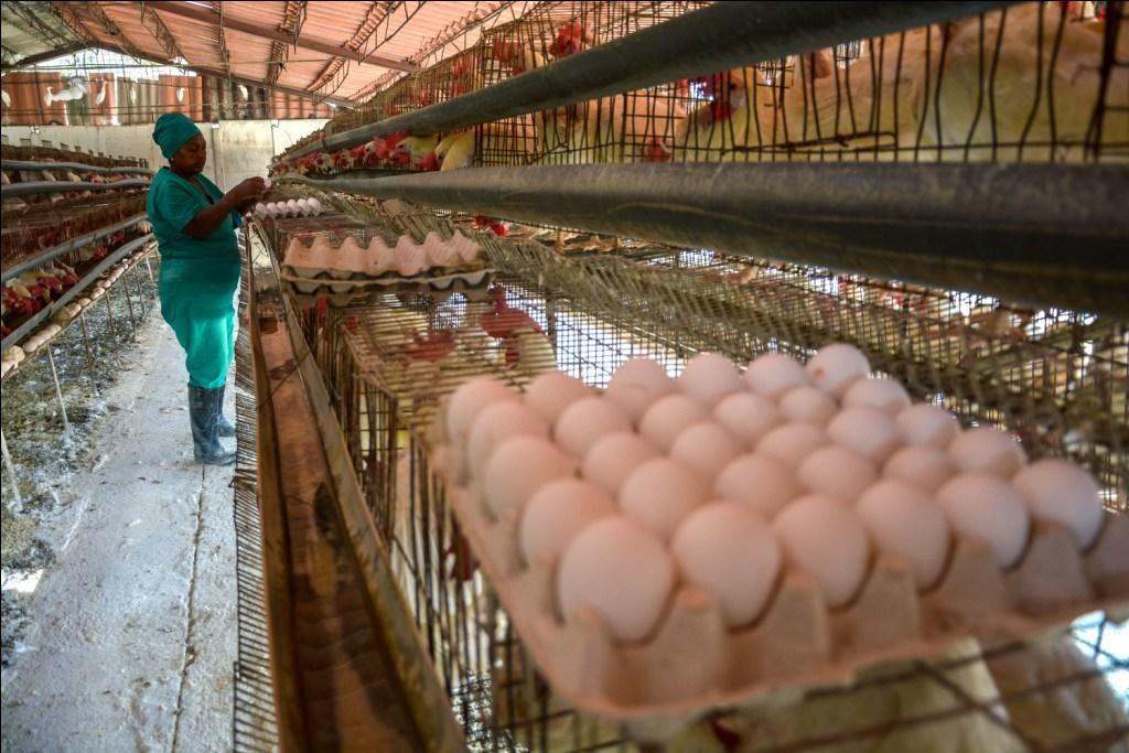 El complejo pecuario El Pasón está dedicado a la producción de huevos y carne de cerdo. Foto: Juan Pablo Carreras
