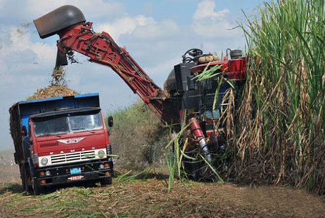 Una batalla emprenden los avileños por el óptimo aprovechamiento de la materia prima. Foto: Nohema Diaz Muñoz