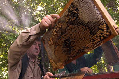 Cuidar las abejas