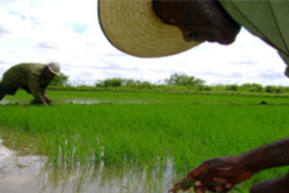 Examinan resultados de producción arrocera